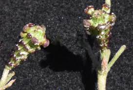 Image result for Commicarpus pentandrus