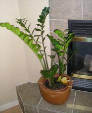 It leaves are pinnate, erect, located on thick, fleshy stalks. Zz Plant Zamioculcas Leaves Turning Yellow Ubc Botanical Garden Forums