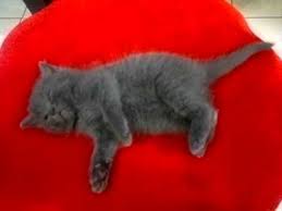 Kucing persia dan anggora mungkin sudah familiar di telinga kalian. Kucing Kelabu Saya My Grey Kitten 2 Ggy Dd Youtube