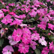 Image result for Impatiens sylvicola