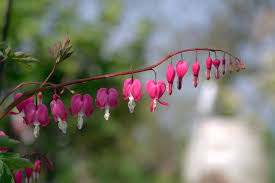 1,412 hearts and flowers plant products are offered for sale by suppliers on alibaba.com, of which flower pots & planters accounts for 14%, artificial there are 612 suppliers who sells hearts and flowers plant on alibaba.com, mainly located in asia. Pink Hearts Flowers Heart Flower The Stem Garden Nature Pink Plant A Garden Plant Pxfuel