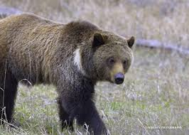 Image result for Dark Argent 2002 Kodiak