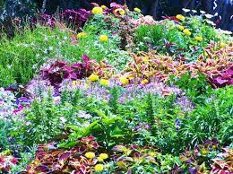 Gardening Tips For Wilmington Nc Coastal Carolina Areas North Carolina Gardening Coastal Landscaping Coastal Gardens