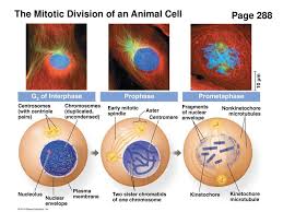 Check spelling or type a new query. Chapter 12 Mitosis Ppt Download