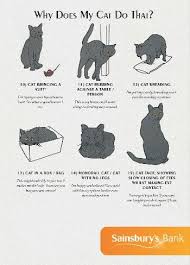 Pin By Melissa O Brien On Cats Cat Behavior Cat Language Cat Facts