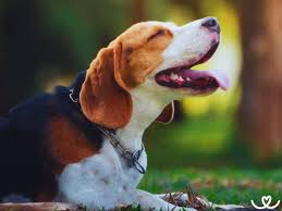 Image result for bígl