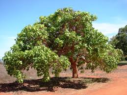 Image result for Gyrocarpus