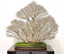 12 types of bonsai trees illustrated via 54 pictures organized by style/shape. Multiple Trunks Sharing A Single Root Stystem Clump Style Bonsai Forests Bonsai Bark