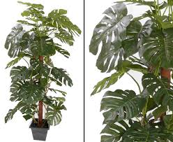 Monstera swiss cheese plant, potted plant. Monstera Deliciosa Fensterblatt Kunstbaum 190cm Gunstig Kaufen