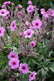 These tropical perennials from south africa are usually grown as annuals, though it is possible to overwinter them in very warm climates. Geranium Maderense Ginormous Geranium Geraniums Wild Geranium Hardy Geranium