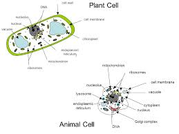 The cell is the structural and functional unit of life. Cell Structure Function Notes Ppt Video Online Download
