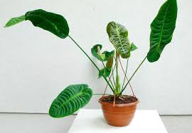 Anthurium is a native of central and south america and the genus anthurium, with over 700 species. Anthurium Veitchii The King Anthurium Care Guide