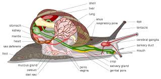 Gastropoda Wikipedia