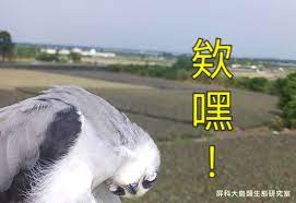 在屏東鳳梨田的梗圖黑翅鳶 猛禽 148694 癮科技cool3c formosa animals owl