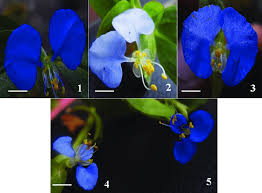 Image result for Commelina