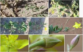 Image result for Talinum crispatulum