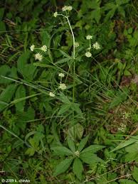 Image result for Sanicula