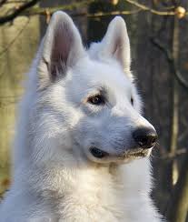 Black And Silver German Shepherd Puppies For Sale In Nc Portret Bandhu Of Shadasa White German Shepherd Large Dog Breeds White Shepherd