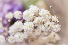 Baby Breath Flower Meaning Flower Meaning
