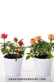 Growing Miniature Roses Indoors Mini Rose Houseplant Care All You Need To Know About Looking After Miniature Ros House Plant Care Indoor Roses Planting Roses