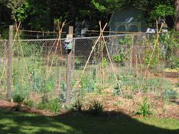 You should also remove all weeds from the planting area and mix up compost, peat moss and manure in order to make the soil perfectly suitable for. Simple Trellis For Green Beans Organic Forum At Permies