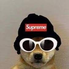Supreme Time Dog Wif Hat Dog Pfp Dog Icon