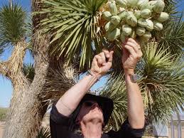 Check spelling or type a new query. Joshua Tree Pods Edible Or Not Raven Jake Dawes