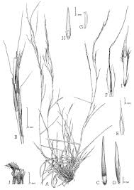 Image result for Schizachyrium sanguineum