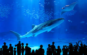 Image result for 沖縄の海