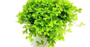 Golden Moss Fern Moss Plant Growing Plants Indoors Inside Plants