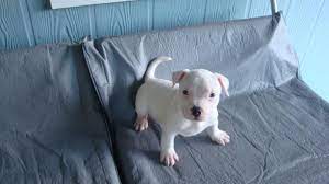 White Pitbull Puppies Pitbull Puppy Began Training With Balanced Obedience At 6 Weeks Of Age Pitbull Puppies Pitbull Mix Puppies White Pitbull Puppies