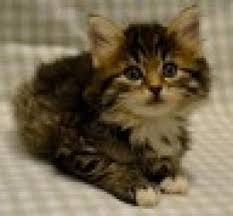 Invest in cat clippers for long hair cats and groom your cat's coat regularly to keep them healthy looking and happy. Special Long Hair Kitty Event Sat 6 23 Homeward Trails Animal Rescue Pet Adoption In Va Dc Md