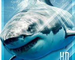Check spelling or type a new query. Shark Hd Live Wallpaper Apk Free Download App For Android