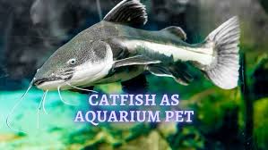 Of course, there are home alternatives as well. á‰ Catfish As A Pet What Do Catfish Eat In A Fish Tank