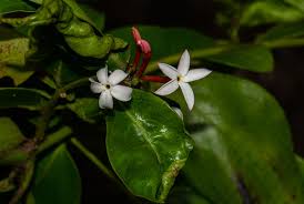 Image result for Carissa spinarum