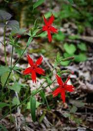 Let them know from the highest west virginia mountain tops! 20 Wv Wild Flowers Ideas Wild Flowers Flowers Wild