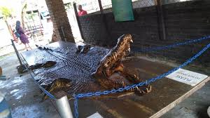 A crocodile's physical traits allow it to be a successful predator. Crocodile Skin Display Picture Of Crocodile Farm Miri Tripadvisor