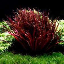 Image result for Blyxa hexandra