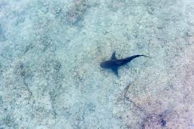 Many of the people don't even know that there can be a shark in the shallow water of the shore or nearby. Bull Shark Vs Great White Shark