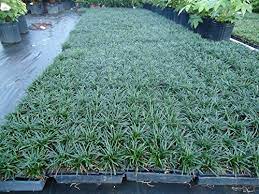 Maybe you would like to learn more about one of these? Complete Guide To Mondo Grass How To Grow Care For It