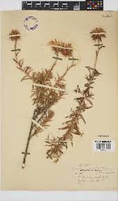 Image result for Berkheya bipinnatifida