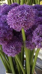 Allium Flower Allium Flowers Flowers Online Wholesale Flowers