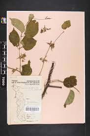 Image result for Telosma africana