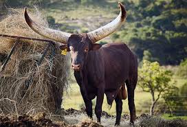 We need food security in this country. Cyril Ramaphosa S Ankole Bull Sells For R640 000