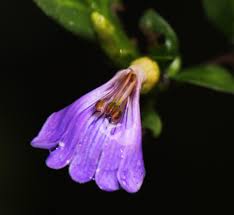 Image result for Sclerochiton harveyanus