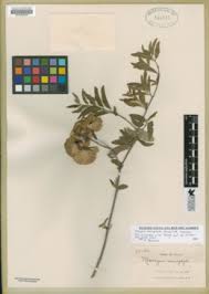 Image result for Acridocarpus chloropterus