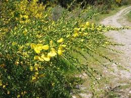 Controlling Scotch Broom How To Get Rid Of Scotch Broom