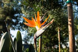 Image result for Strelitzia caudata