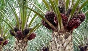 Create a trip to save and organize all of your travel ideas, and see them. Sejarah Pokok Kelapa Sawit Di Malaysia Pertanian Organik Facebook