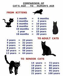 The following cat age conversion chart may be used to translate cat years into human years. Facebook
